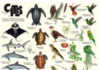 Informational material on protected species in Caribbean Netherlands