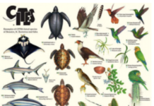 Informational material on protected species in Caribbean Netherlands